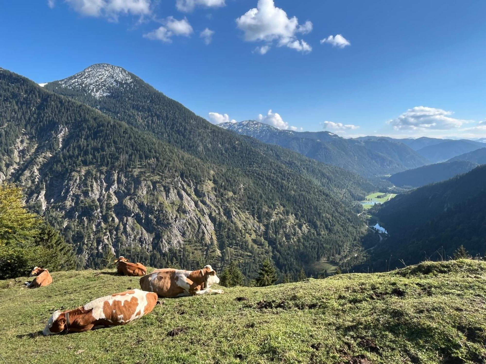 Landhaus Renata - Wendelstein Bayrischzell Dış mekan fotoğraf